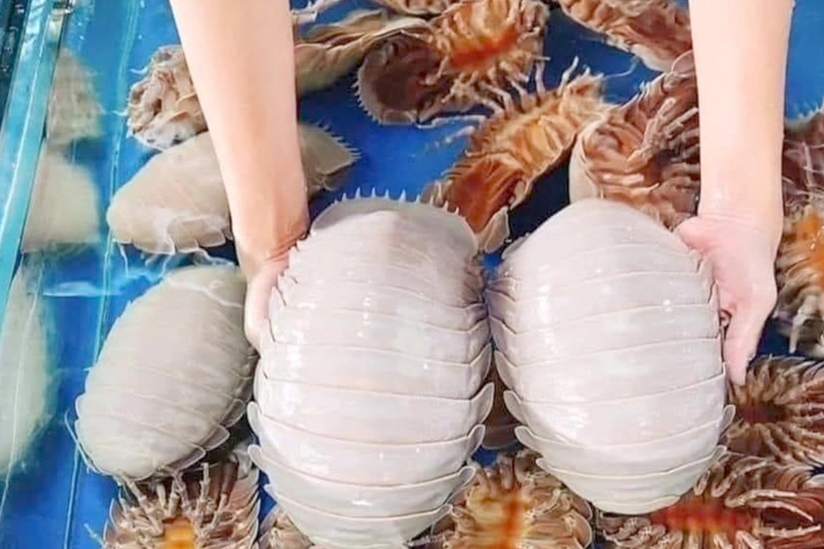 「海のゴキブリ」が高級海産物に変貌、ロブスター超えの高値