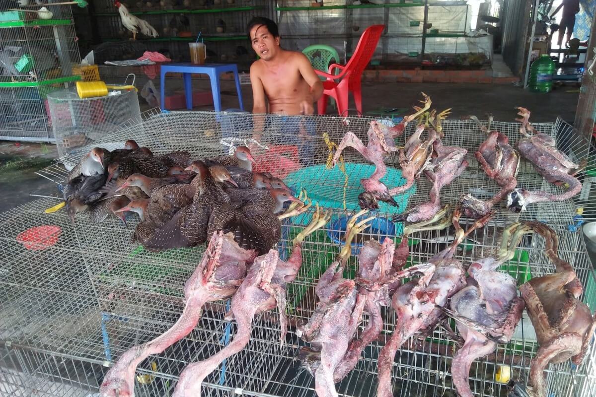 カメ鍋・焼き雀・猿の脳、野生動物食文化に揺れるベトナム
