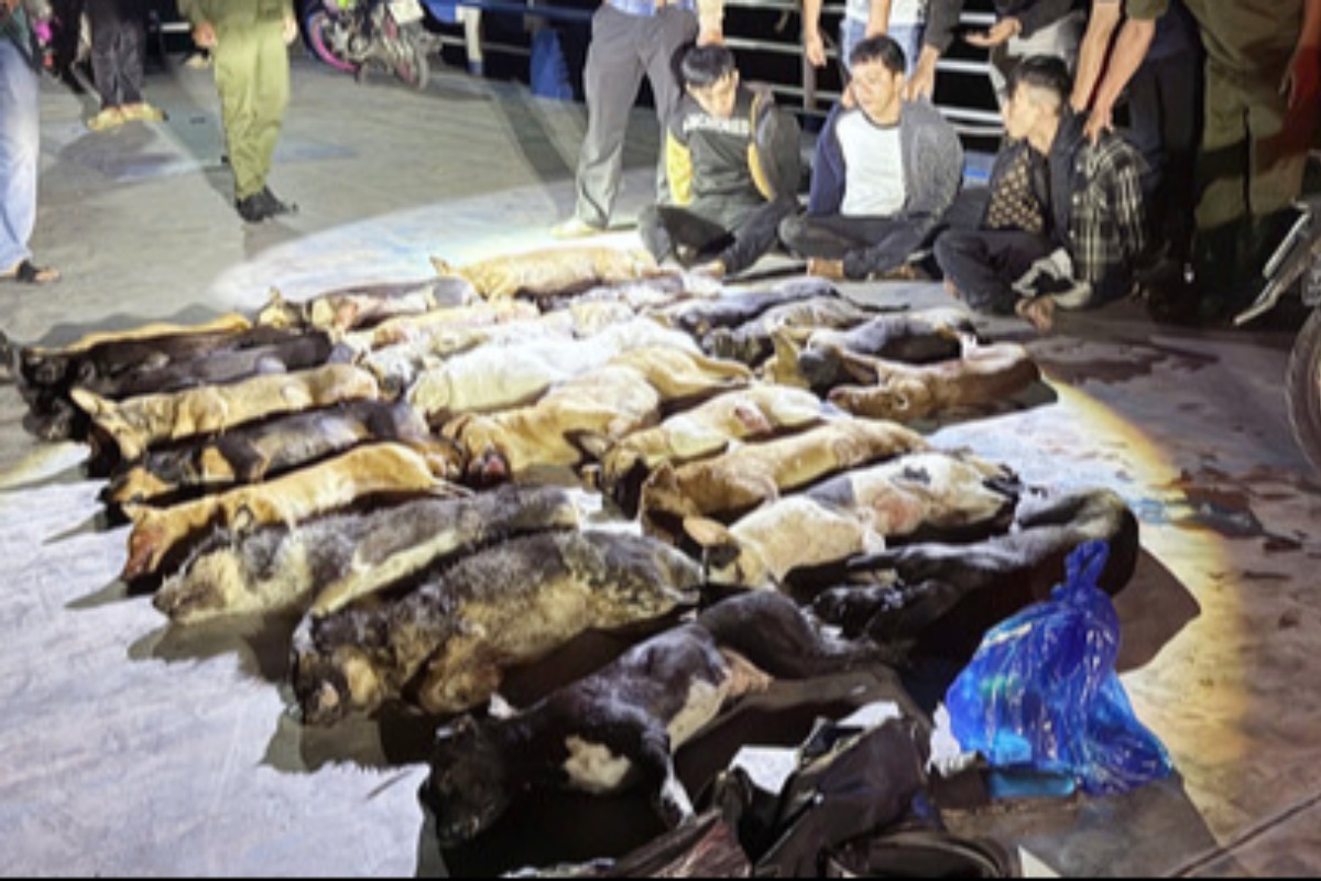 終わらない犬食・犬泥棒、一晩で24匹窃盗のグループを摘発