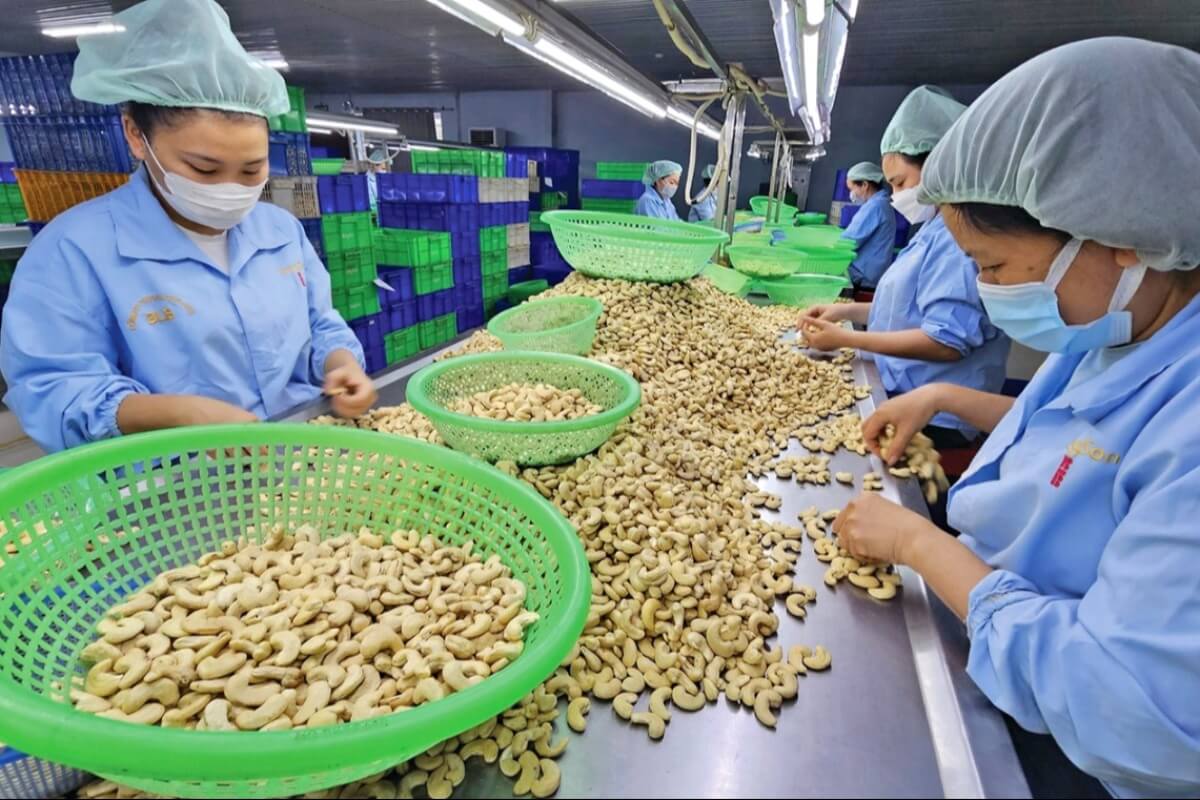 ベトナムのカシューナッツ、大半が国外産・輸入額が高水準に到達