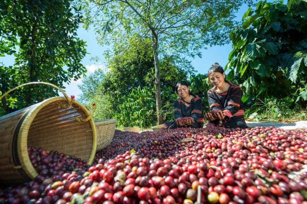 ベトナム産コーヒーの課題、価格と品質における世界との格差