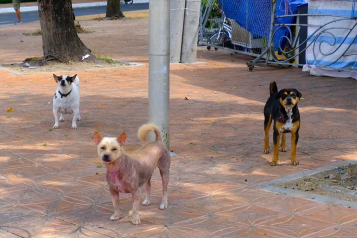 公共の場でのペット放し飼い、罰金を大幅引き上げ