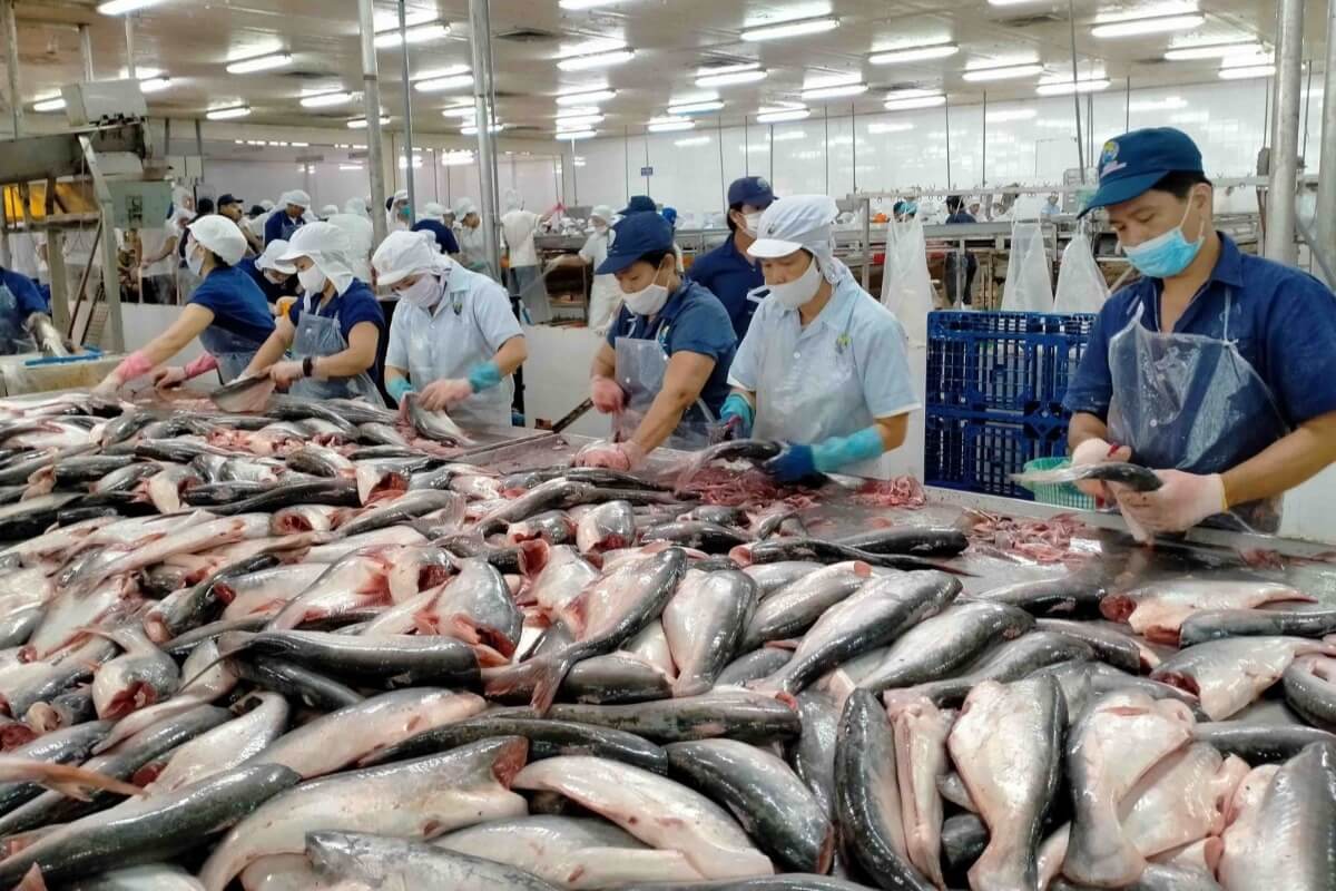 タラ漁獲枠縮小の影響、ベトナム産ナマズが日本で需要拡大