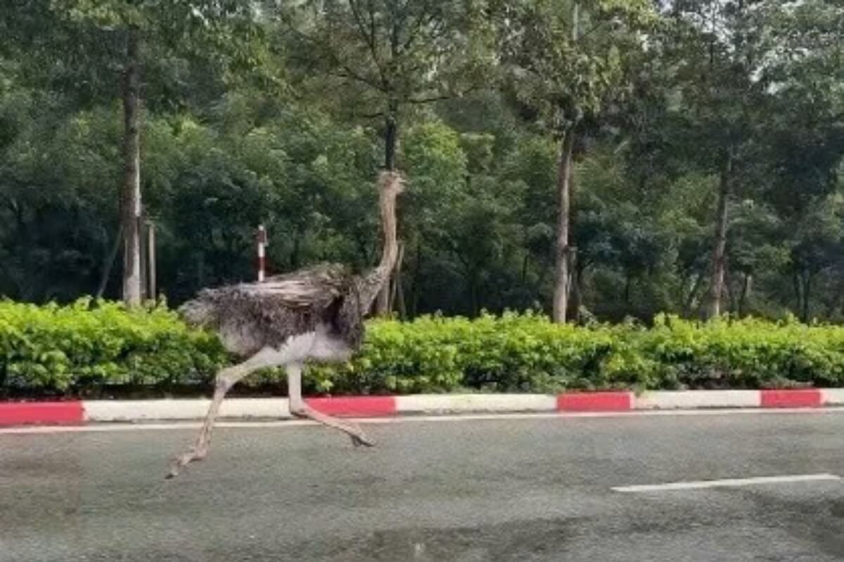 ホーチミンの路上にダチョウ、捕獲後に死亡・持ち主は不明