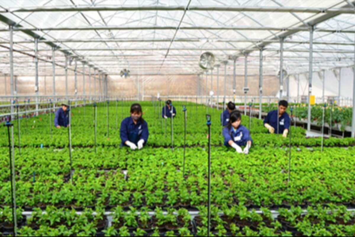 韓国でのベトナム人季節労働者の課題、高額負担が契約違反の温床に