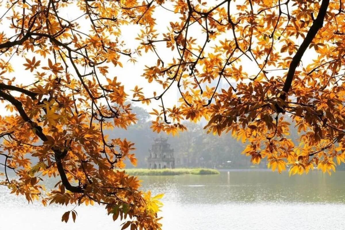 驚きや感動に欠けるハノイの秋、日本の紅葉には勝てず