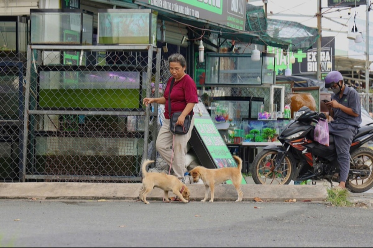 ホーチミンの犬猫飼育者は注意、狂犬病対策で登録を義務化