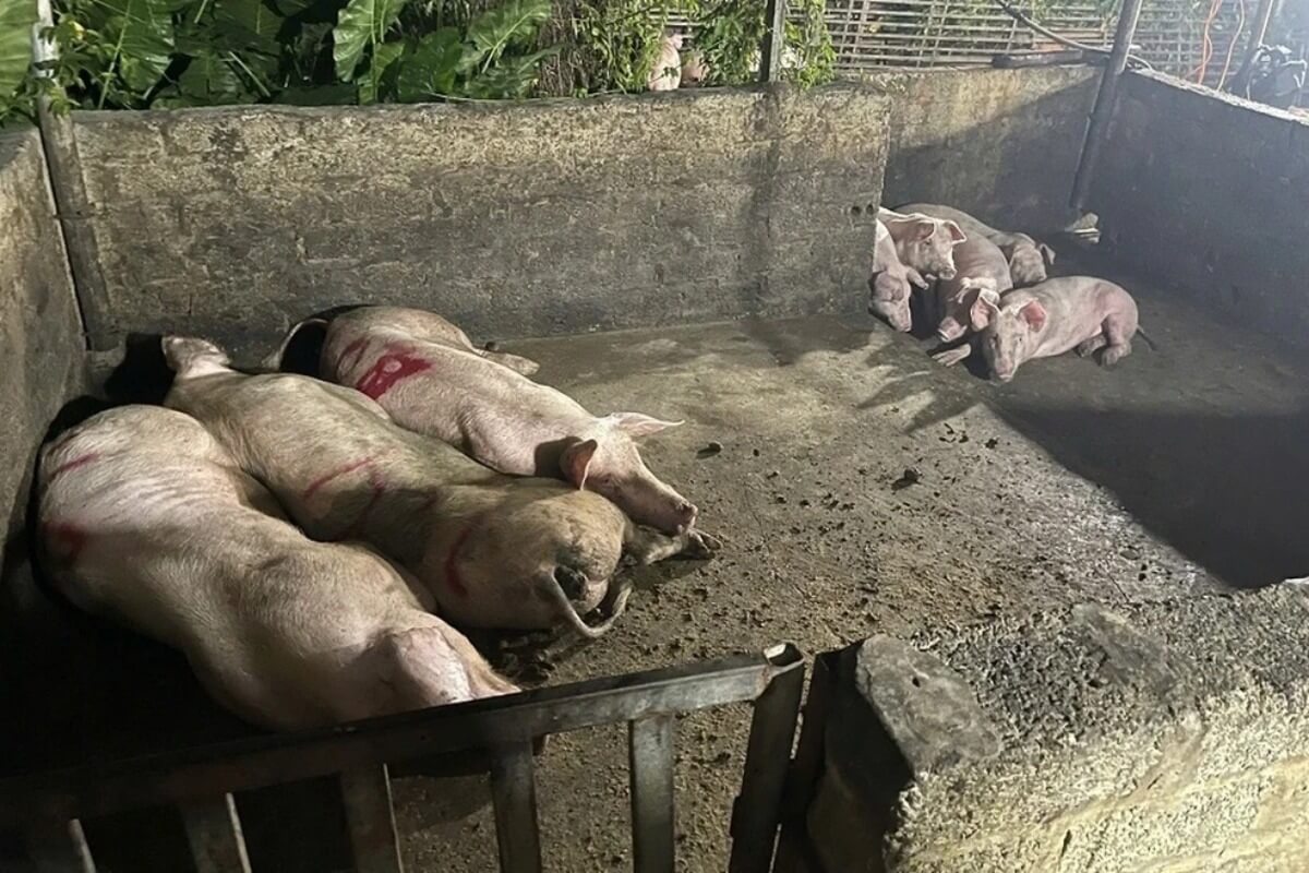 ASF感染で豚123万頭を処分、ベトナム畜産業に深刻な打撃