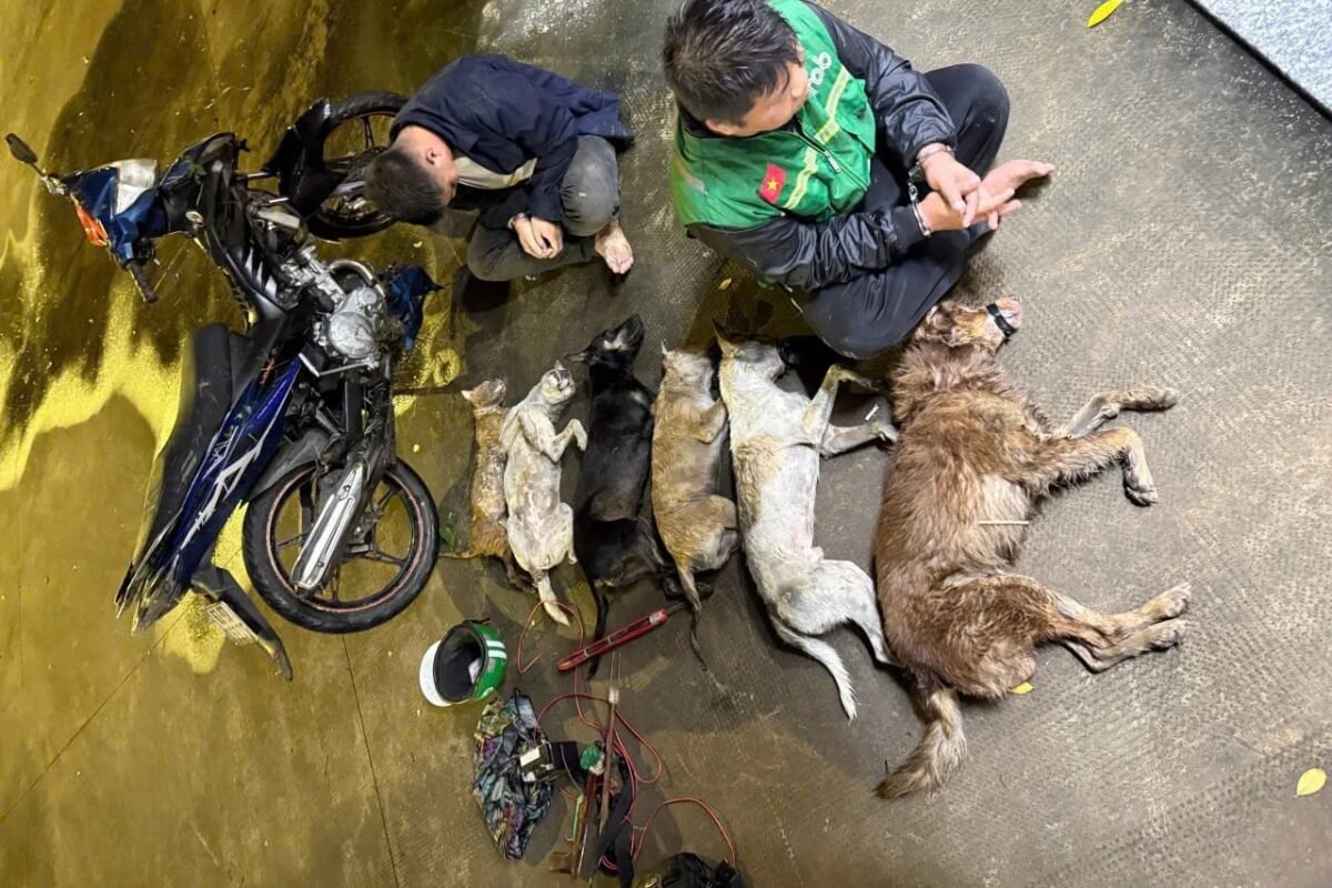 スタンガンを用いた犬猫盗難、容疑者2人を現行犯逮捕