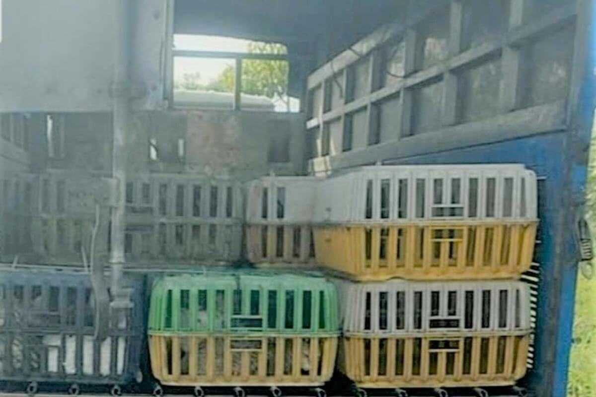 トラックから600kg超の猫を押収、出所不明の食品用猫肉の疑い