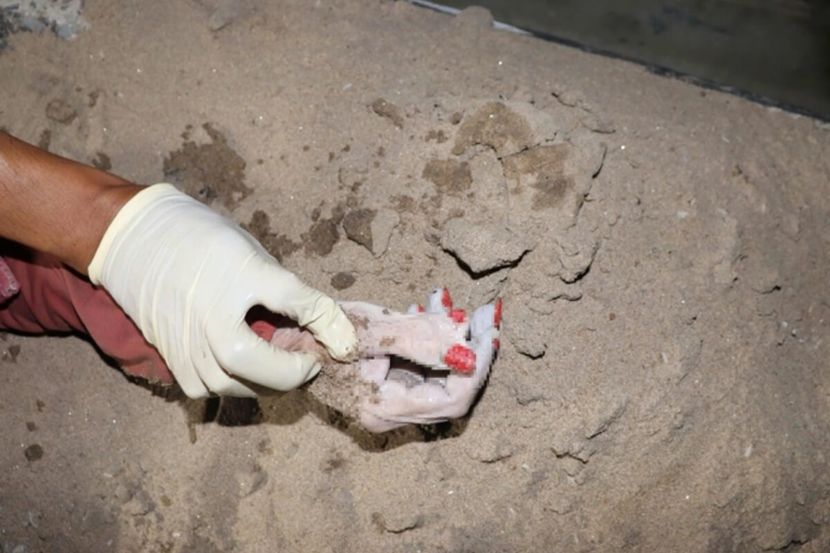 サイゴン川で相次ぎ遺体発見、男性の首無し胴体・6本指の女性