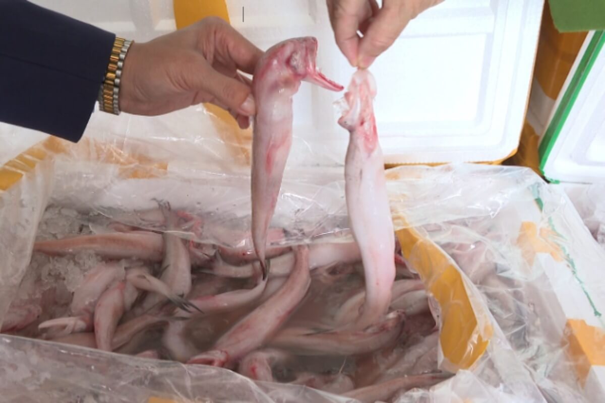 中国産魚から高濃度ホルマリン、タインホアで10トン超を押収