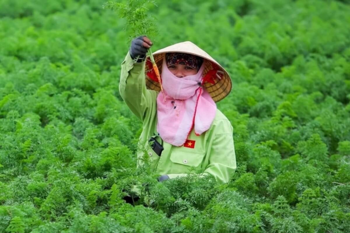 2026年のテトギフト、国産農産物がトレンドか