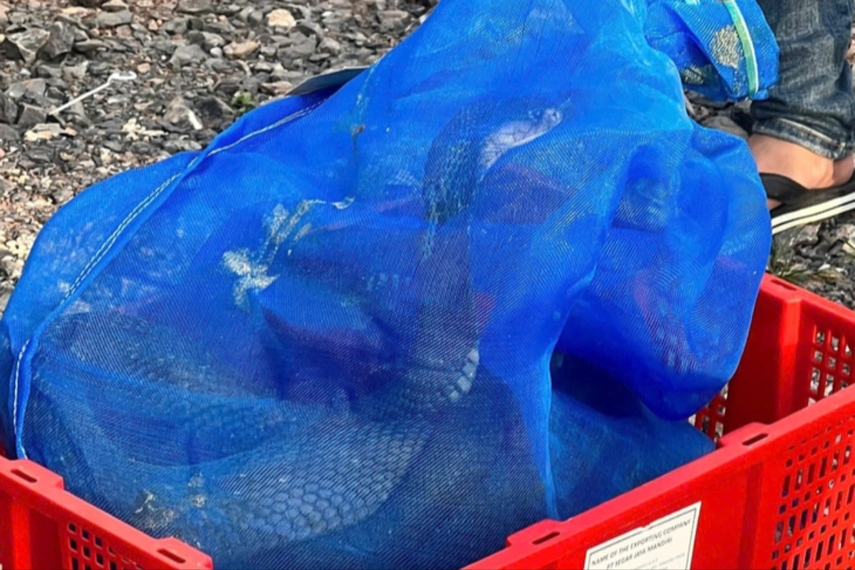 中部でコブラ大量密輸事件、寝台バスから676匹を押収