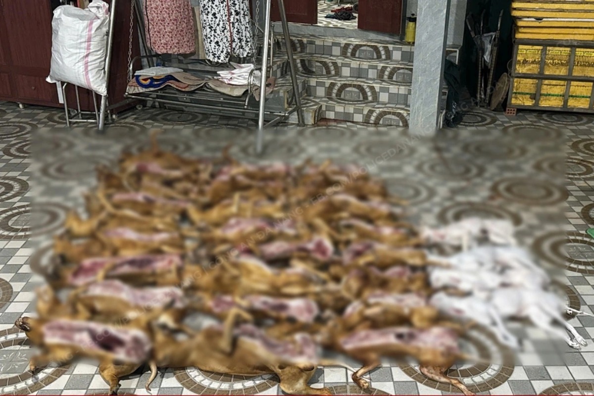 ダナンで違法犬屠殺を摘発、現場から犬肉321kgを押収