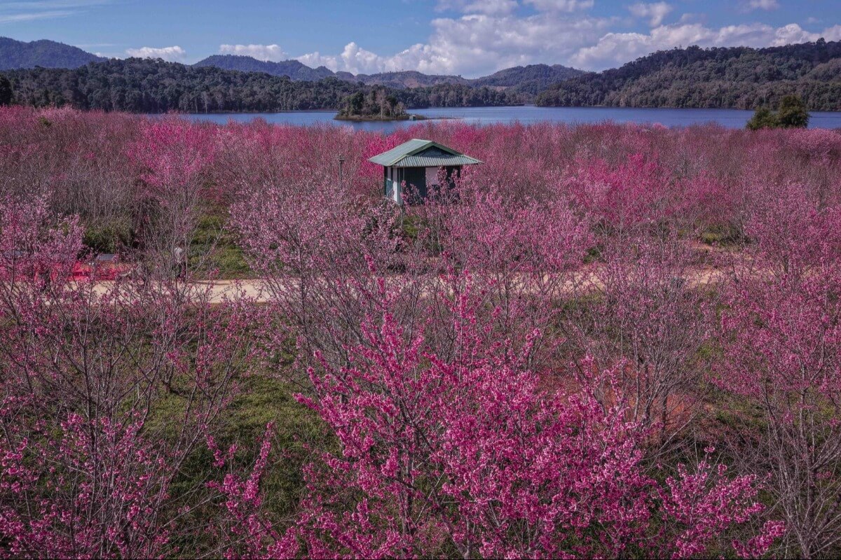 ディエンビエン省パーコアン湖、日本の桜が満開に