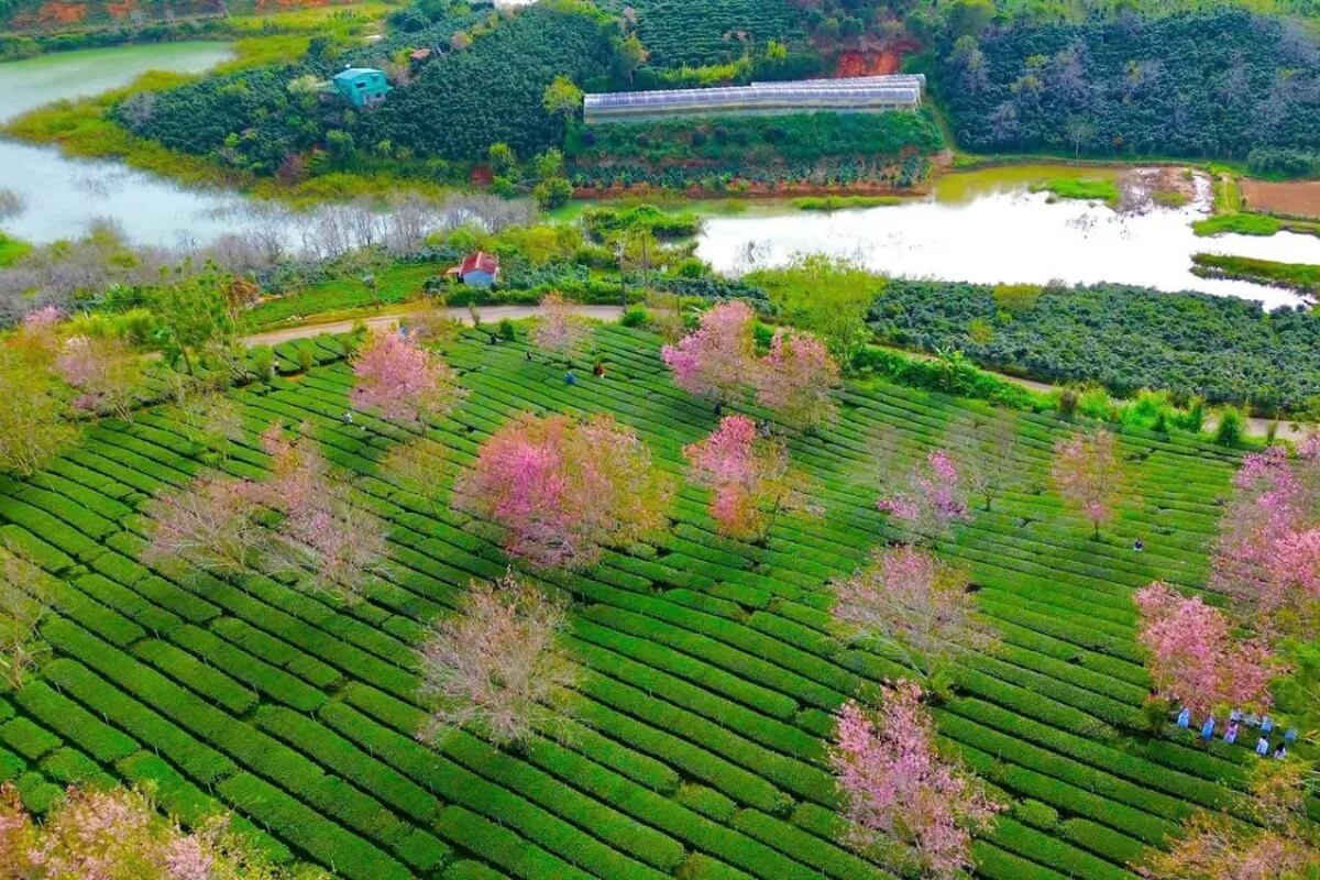 ダラット高原の桜が満開、春の訪れを告げる