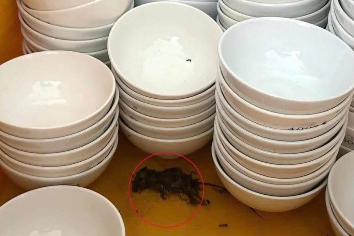 外食産業に潜む衛生問題、高級披露宴会場でネズミの死骸と皿