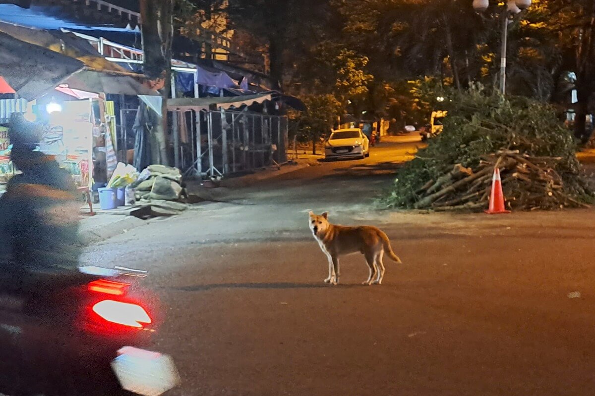 犬猫放し飼いの罰則強化、効果は限定的で住民間の対立続く