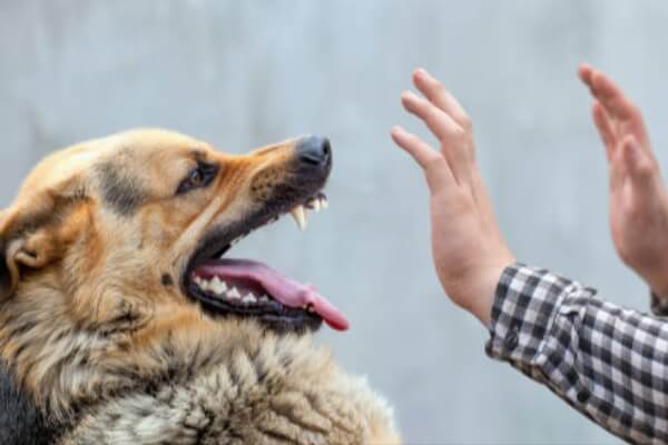 ベトナム生活では必須！ ホーチミンでの狂犬病ワクチン接種はDYMまで